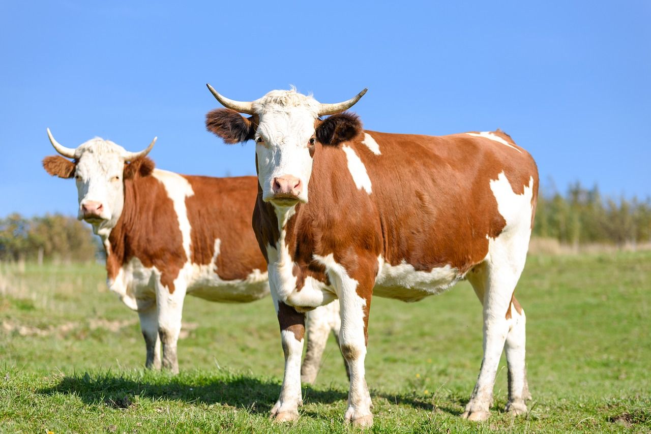 cattle per acre calculator
