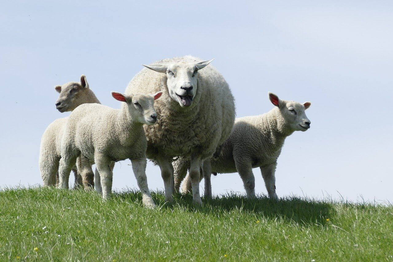 extra lambs can provide your family with meat