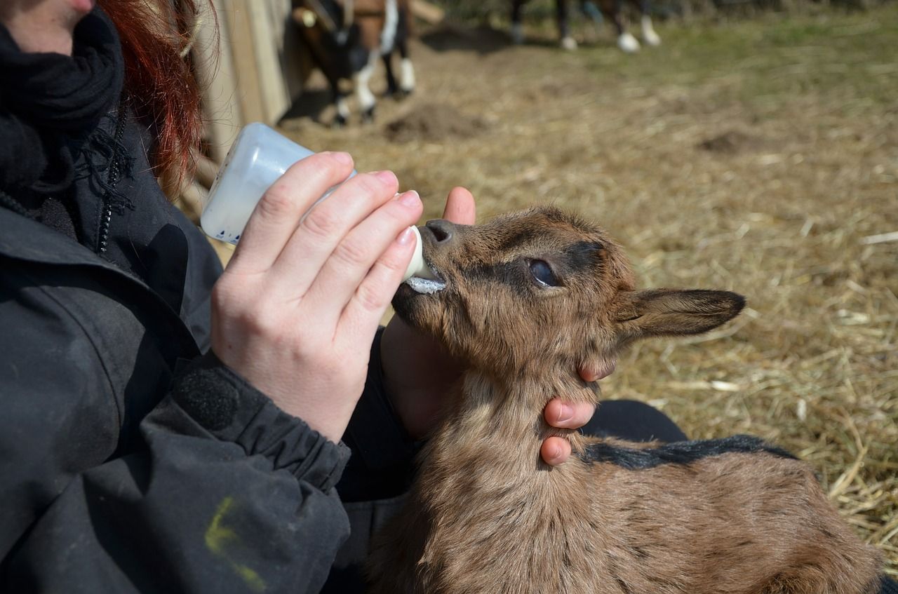 how to get a baby goat to take a bottle