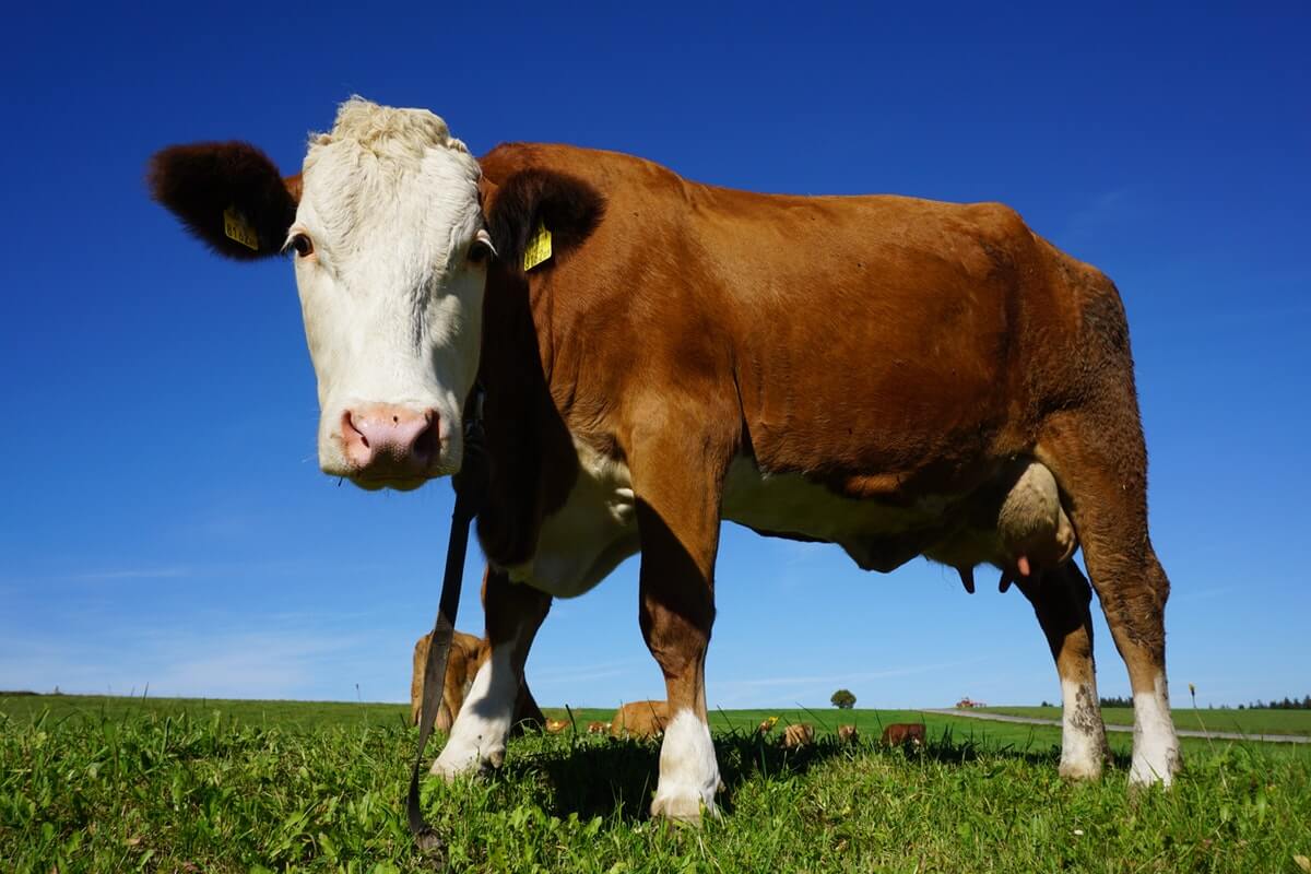 reasons a cow may stop eating