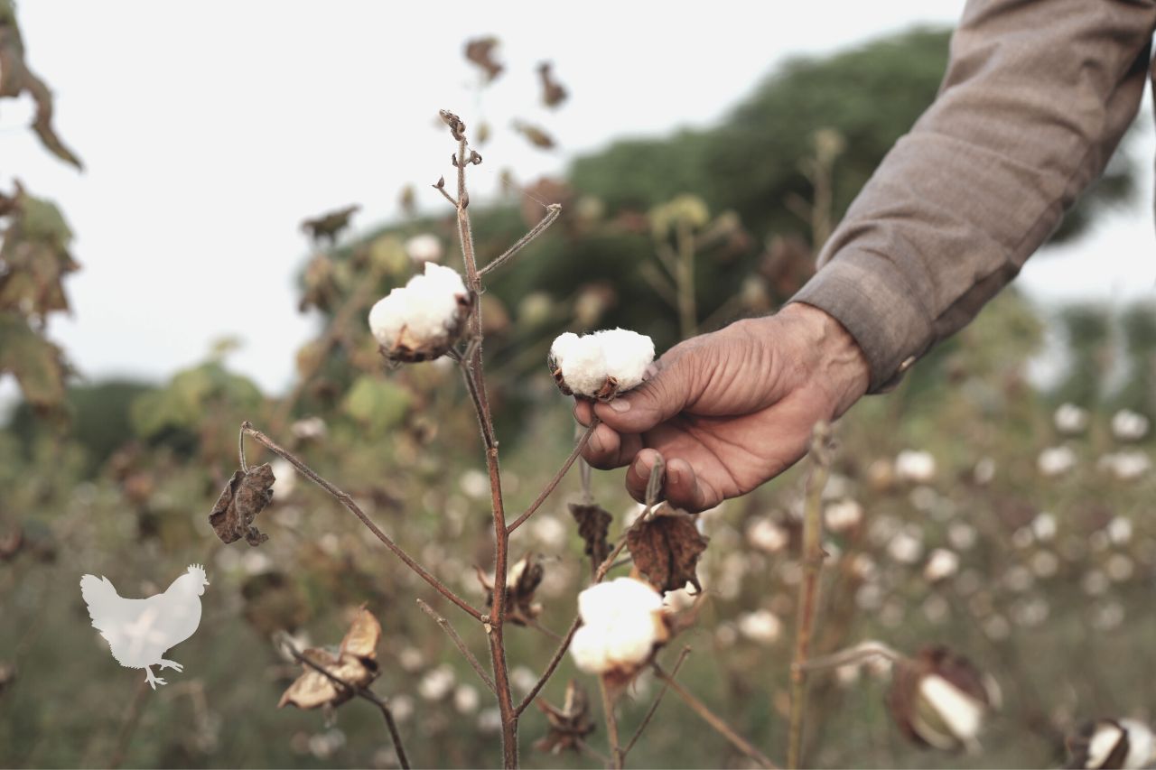 What Time Of Year Do You Harvest Cotton?