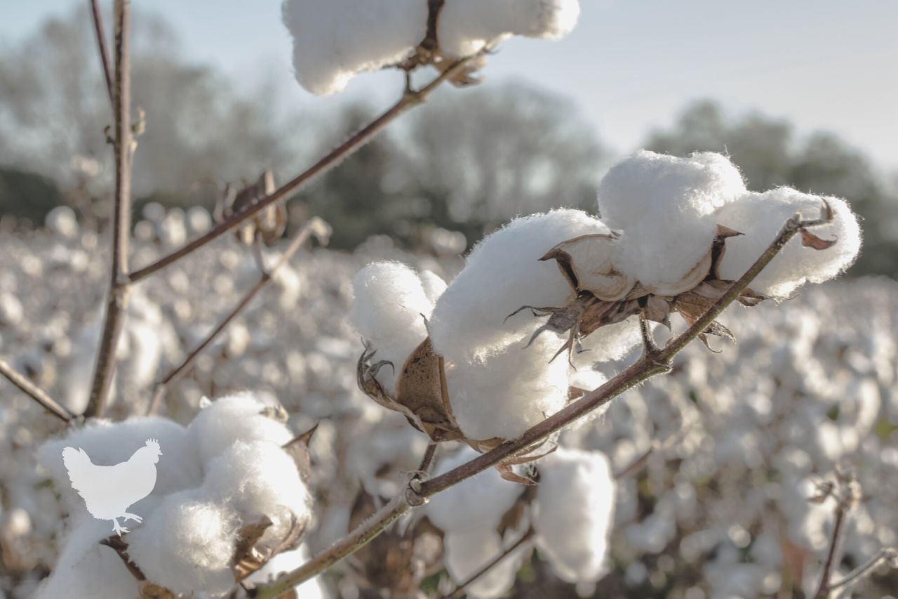 why is it illegal to grow cotton in some states Frequently Asked Questions