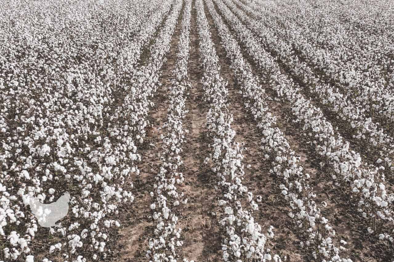 how long does it take for cotton to grow