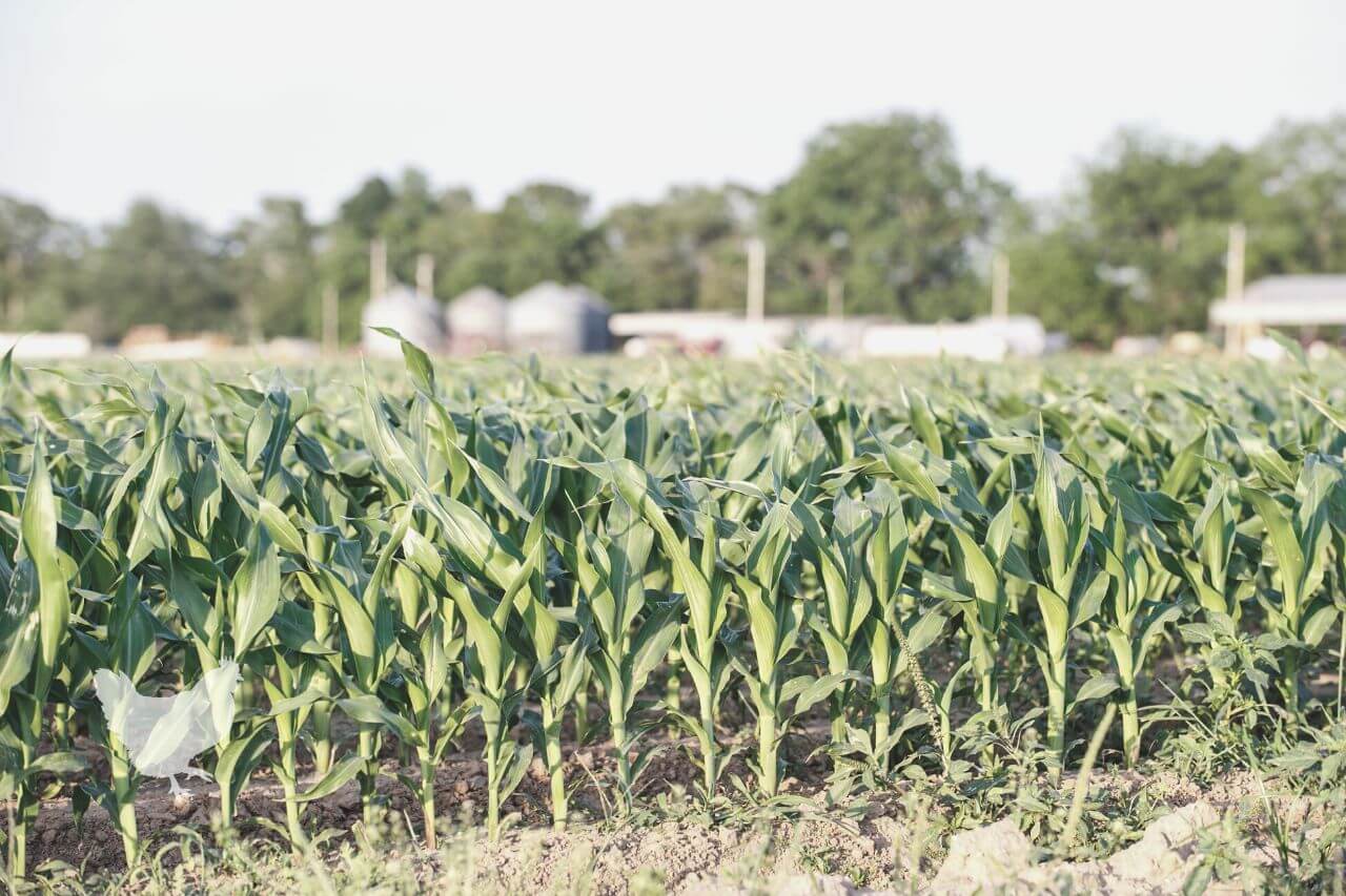 how to grow corn commercially Frequently Asked Questions