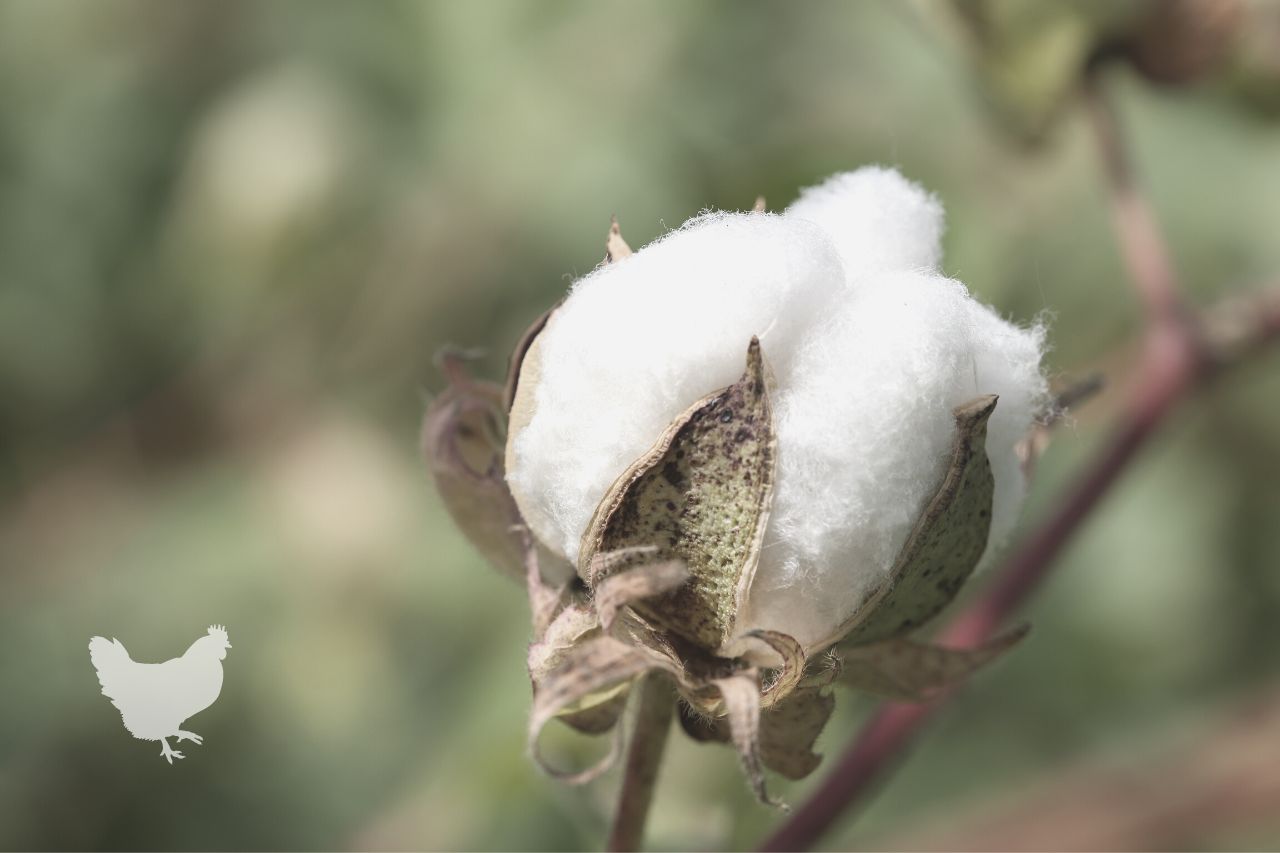 how to grow cotton commercially Frequently Asked Questions