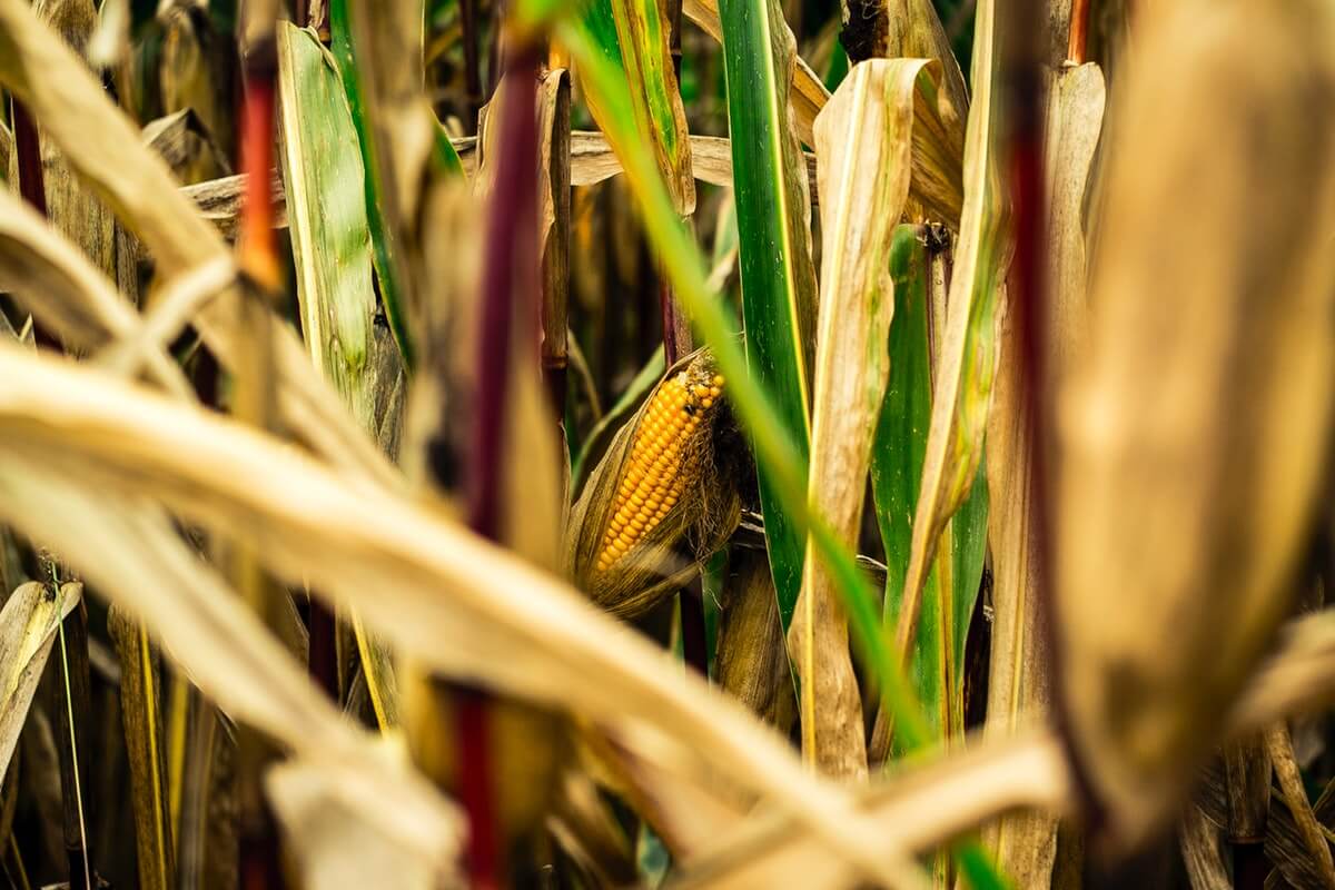 what happens if you eat bad corn