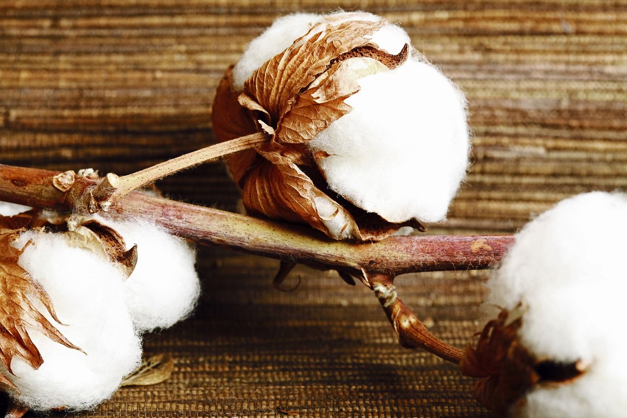 how to make paper from cotton balls & raw cotton