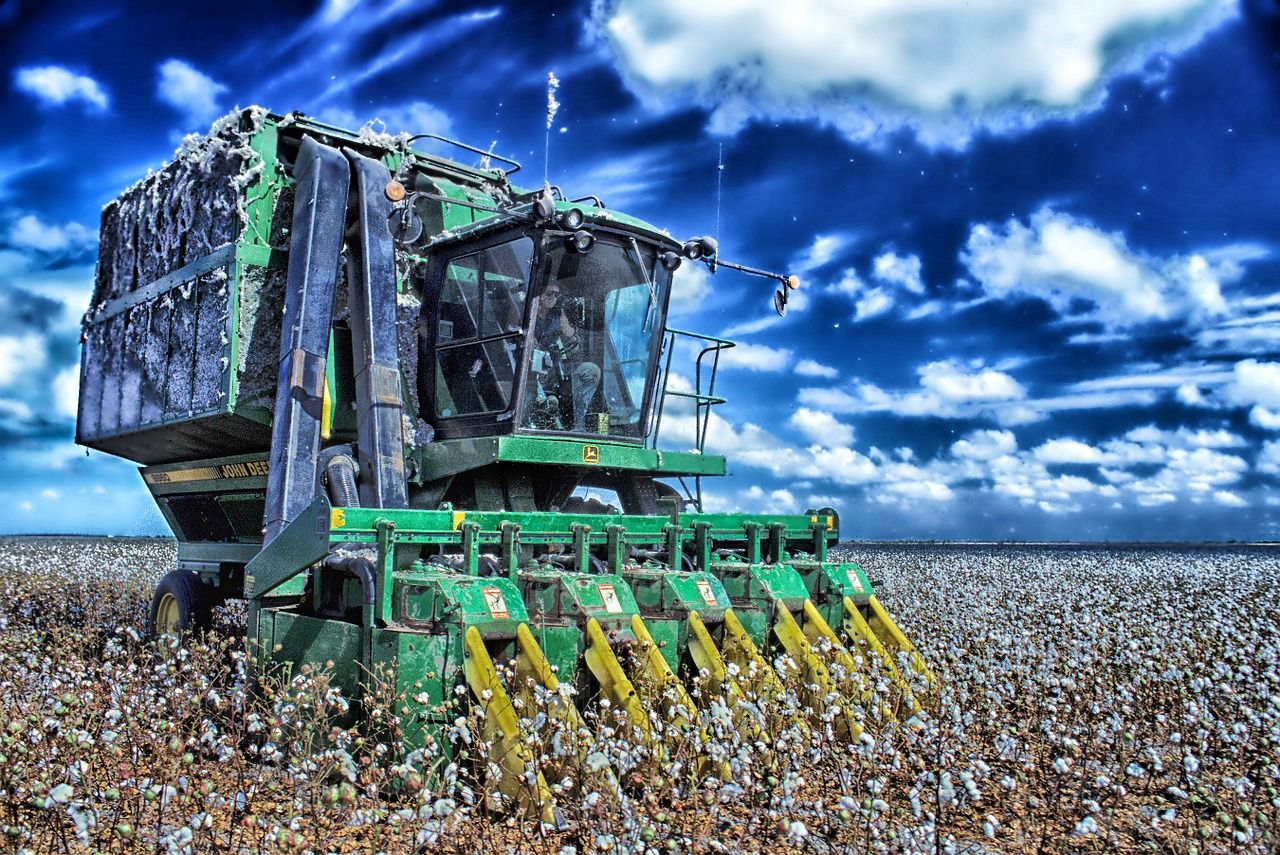 how is cotton harvested