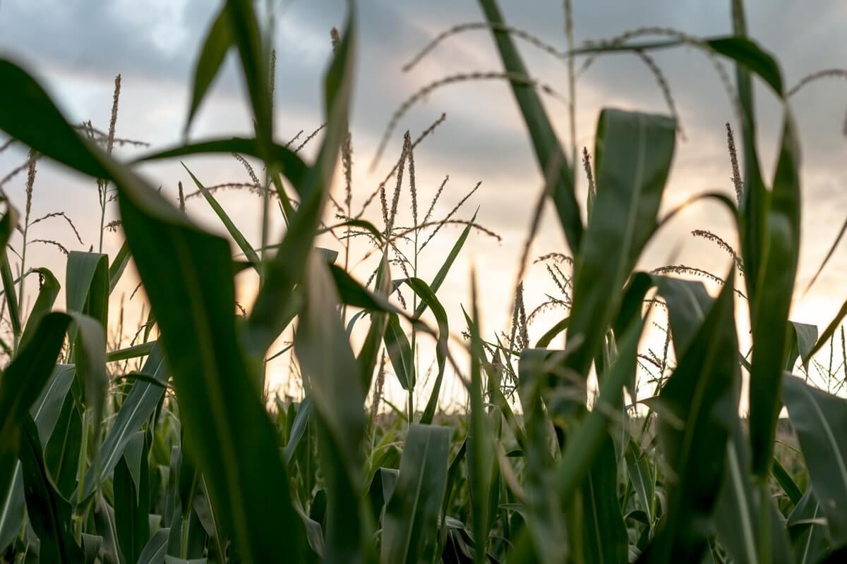 genetics and breeding of corn
