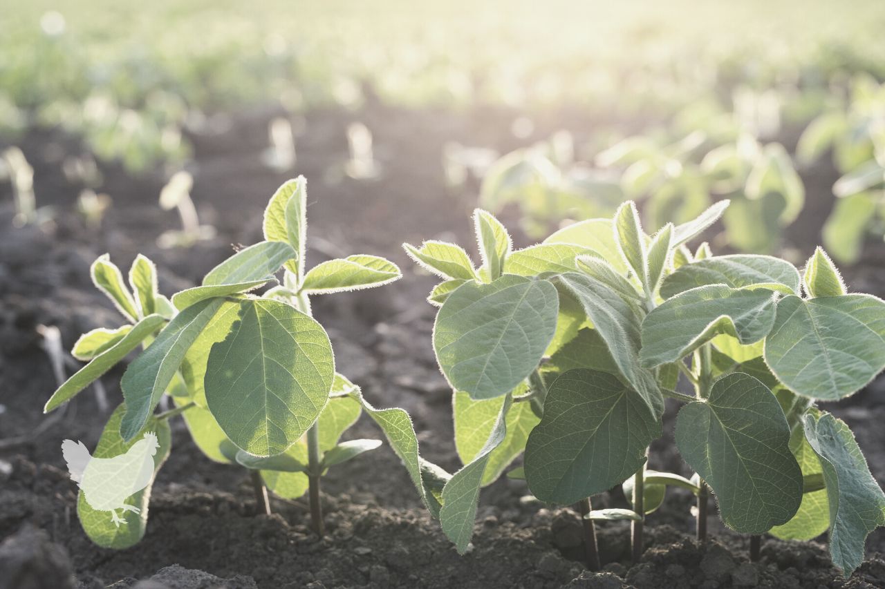 how do soybeans replenish the soil of nitrogen Frequently Asked Questions