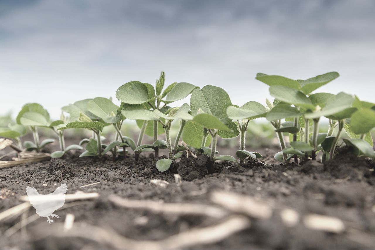 how long does it take for soybeans to germinate Frequently Asked Questions