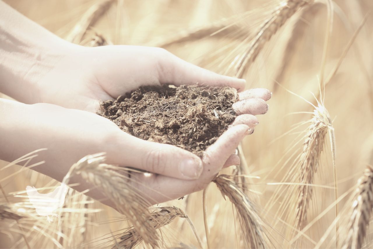 what is the best type of soil for wheat farming Frequently Asked Questions