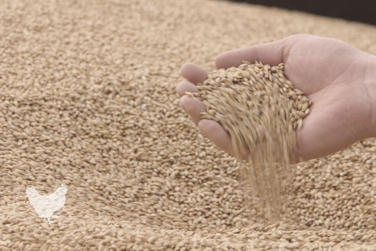 what is the purpose of sifting wheat