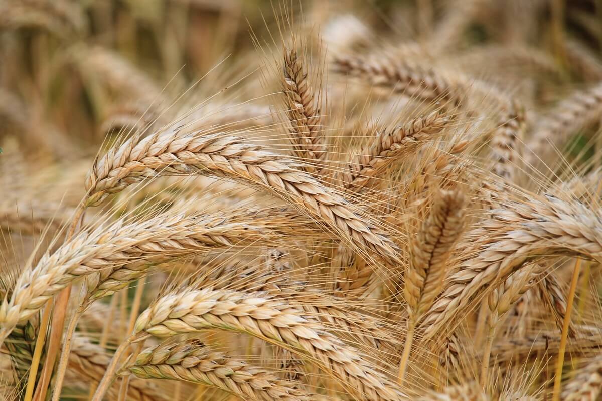 process of harvesting wheat