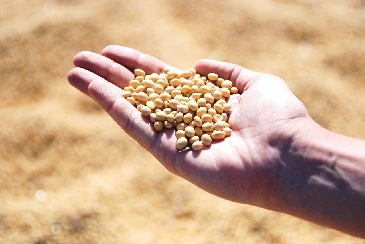quantity of soybean to oil