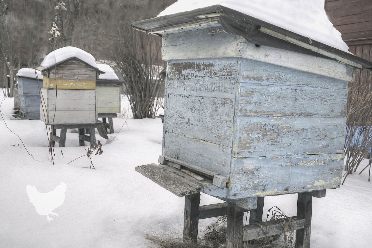what to feed bees in winter When Should You Provide Wintertime Feed For Bees?