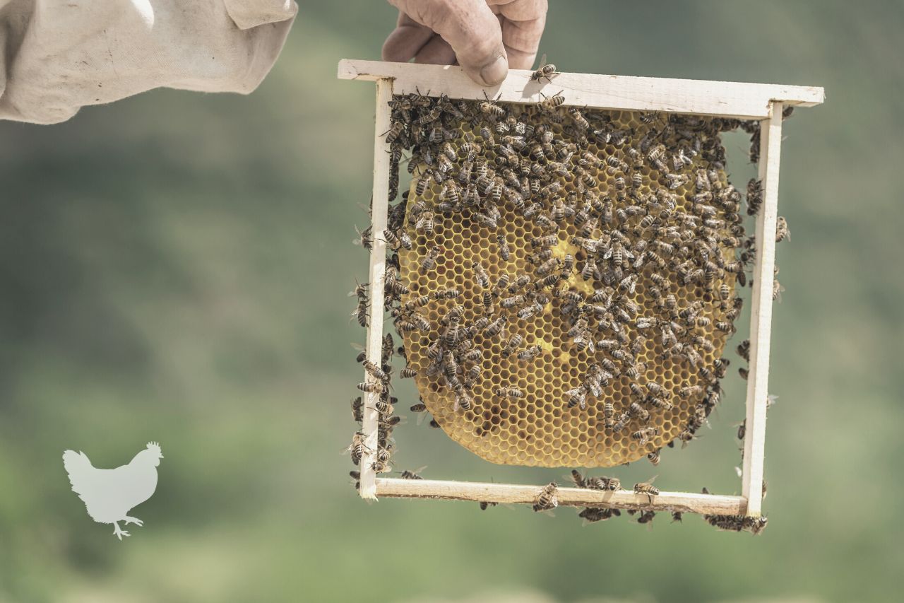 how to start beekeeping Frequently Asked Questions