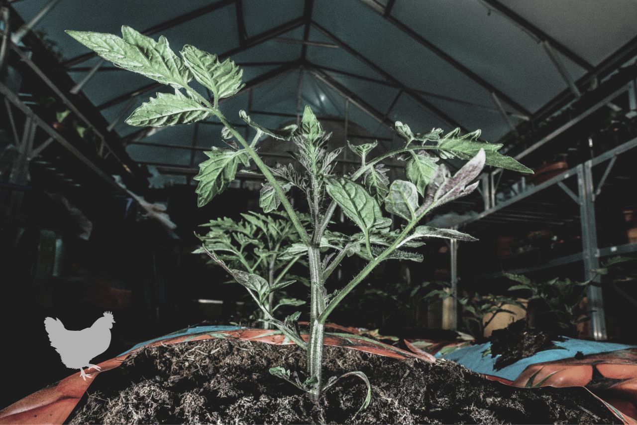 how to keep tomato plants warm at night Frequently Asked Questions
