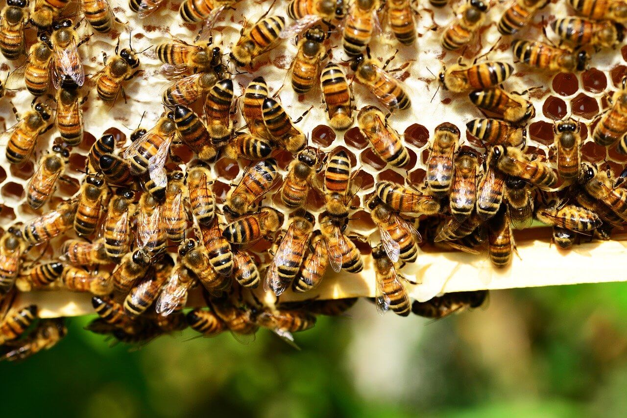 how do you provide bees with wintertime food
