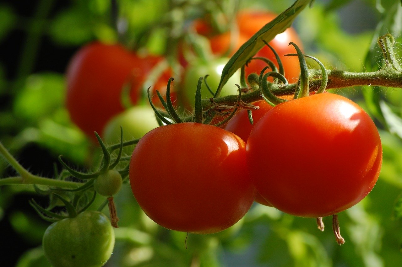 is chemical fertilizer the best for tomatoes