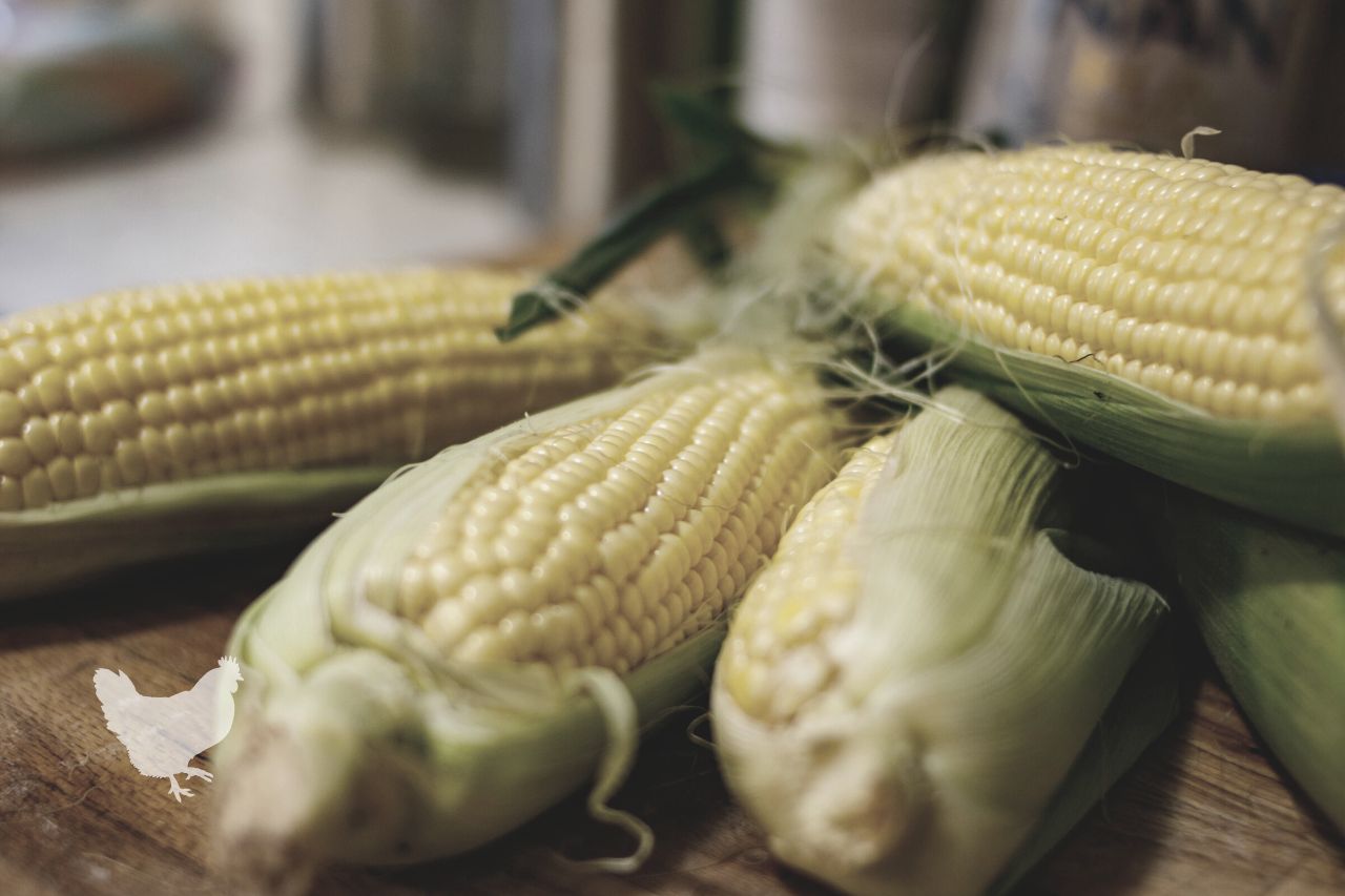 how to store fresh corn on cob Frequently Asked Questions