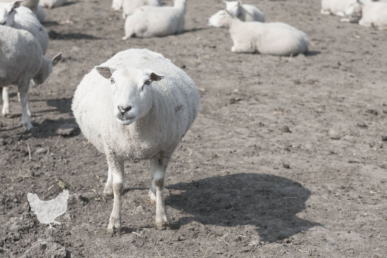 deworming sheep naturally