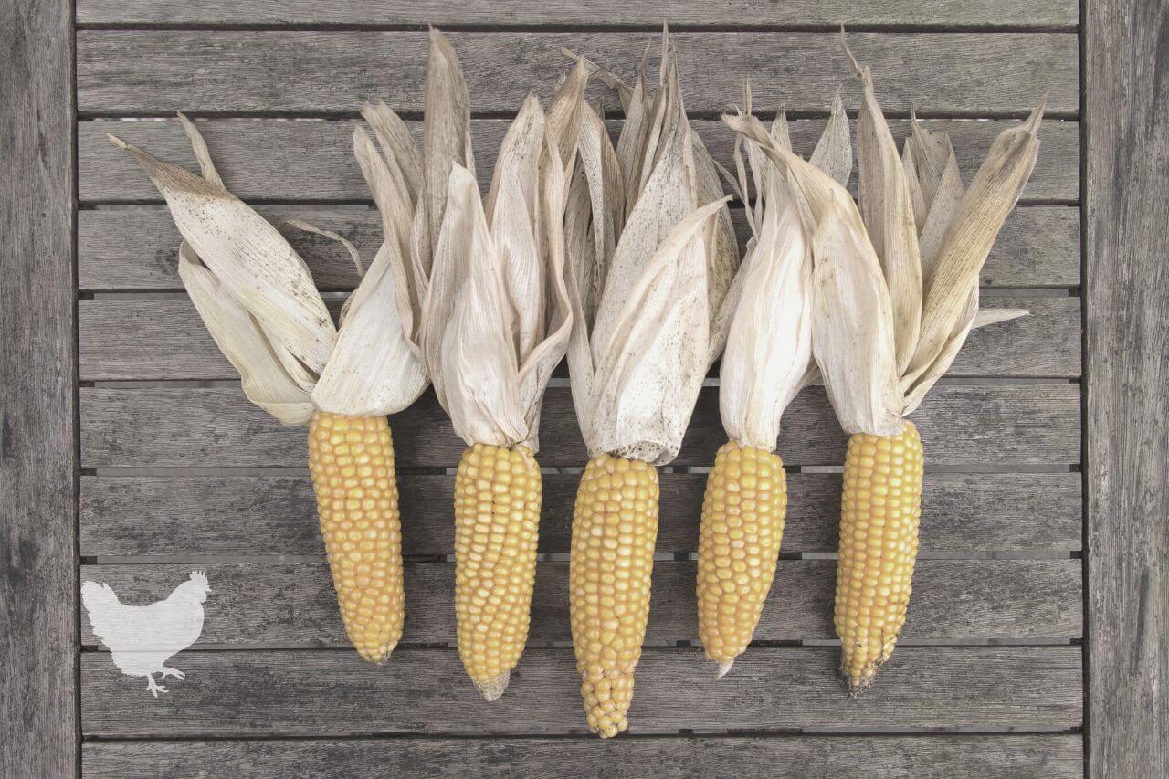 how to tell if corn on cob is bad Frequently Asked Questions
