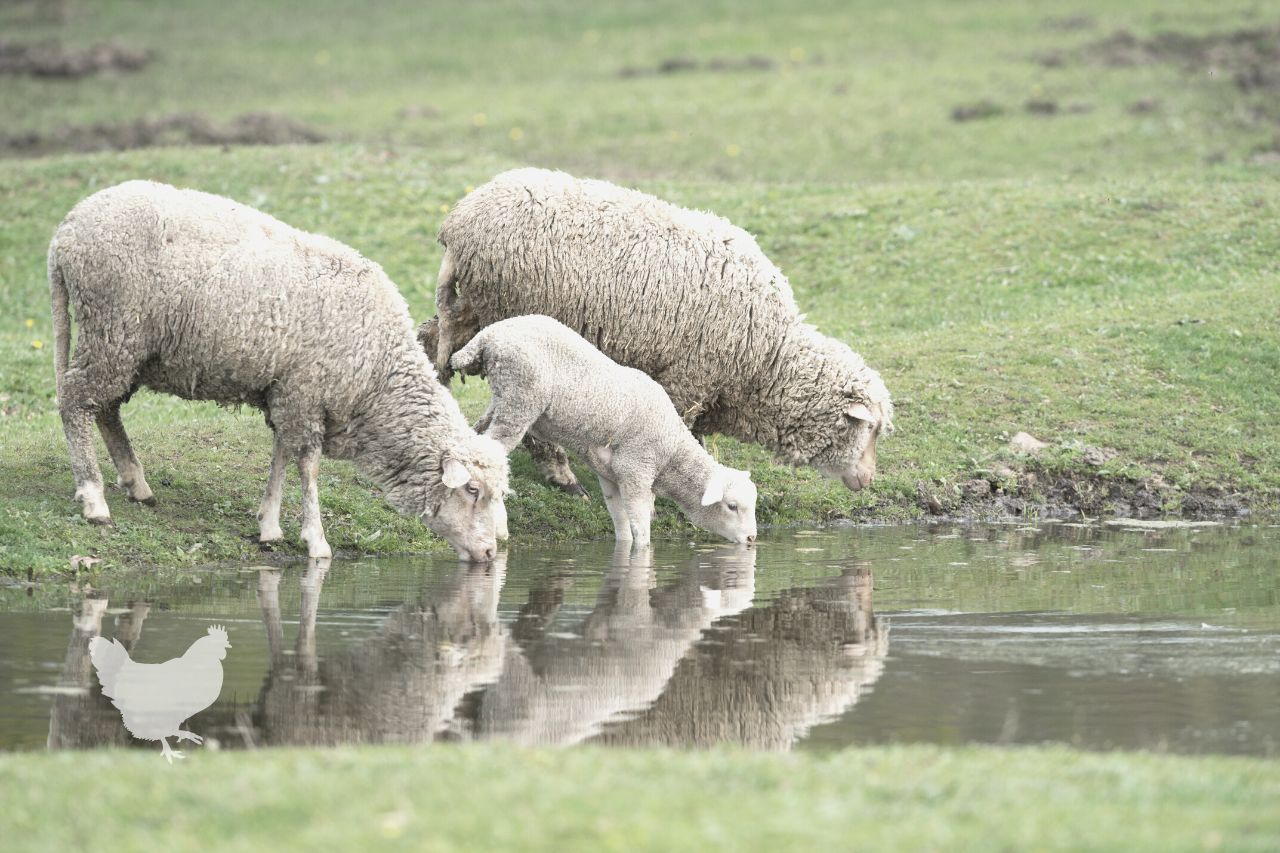 how much drinking water do sheep need