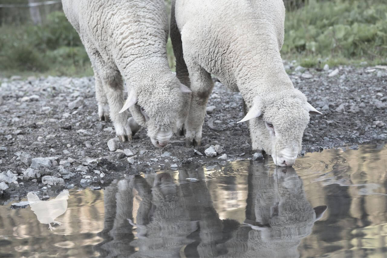 Will Sheep Drink From Running Water?
