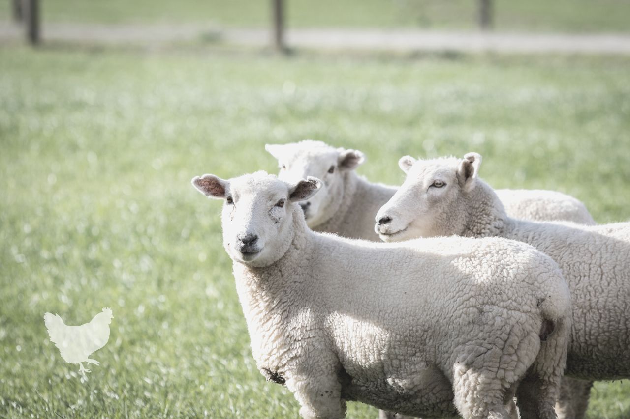 what is the best dewormer for sheep
