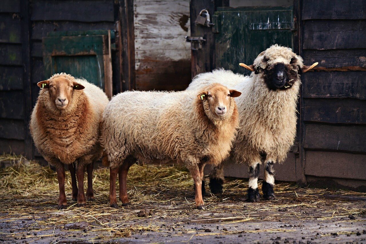 What Parasites Are Common In Sheep