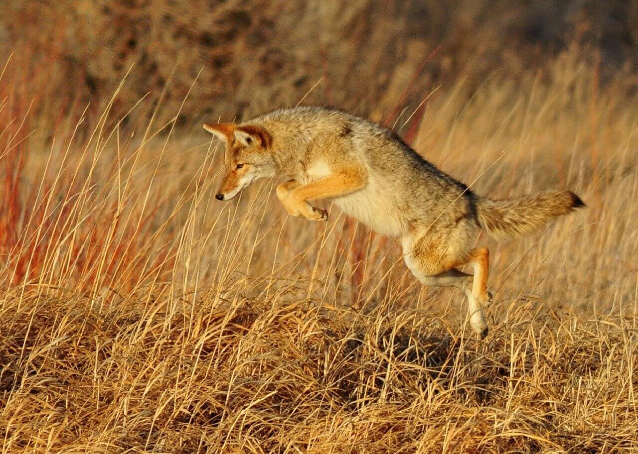 how to get rid of coyotes on your property