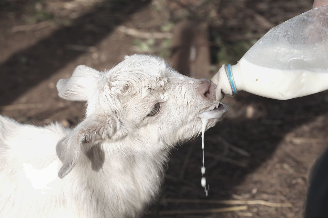 How Soon Should You Begin Milking Your Goat After Kidding?