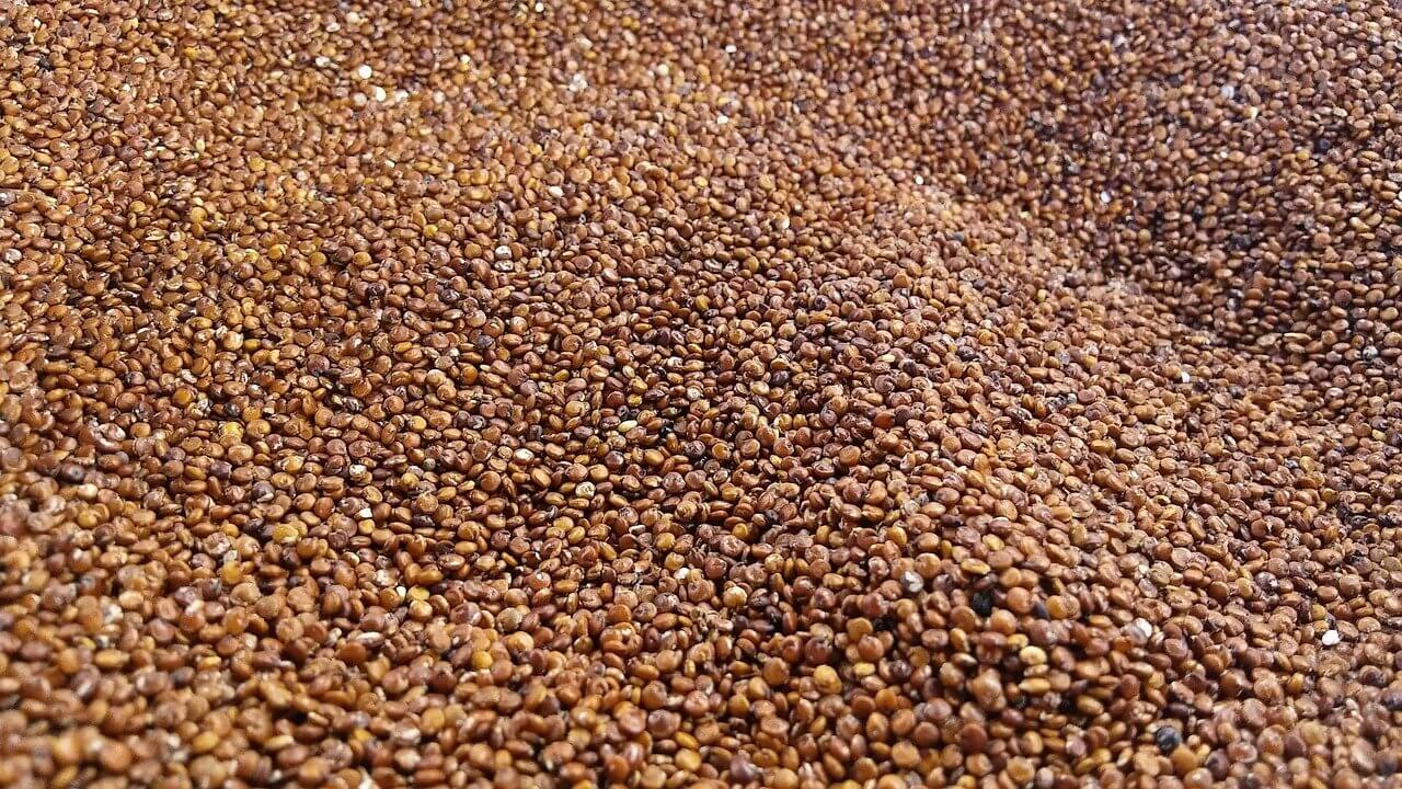 FAQ quinoa