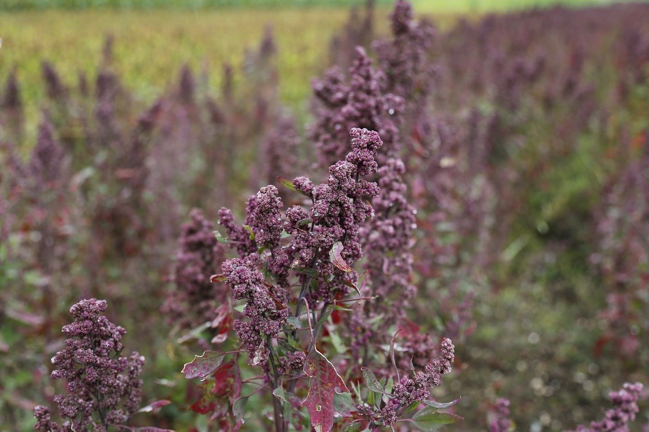 quinoa growing history in the us