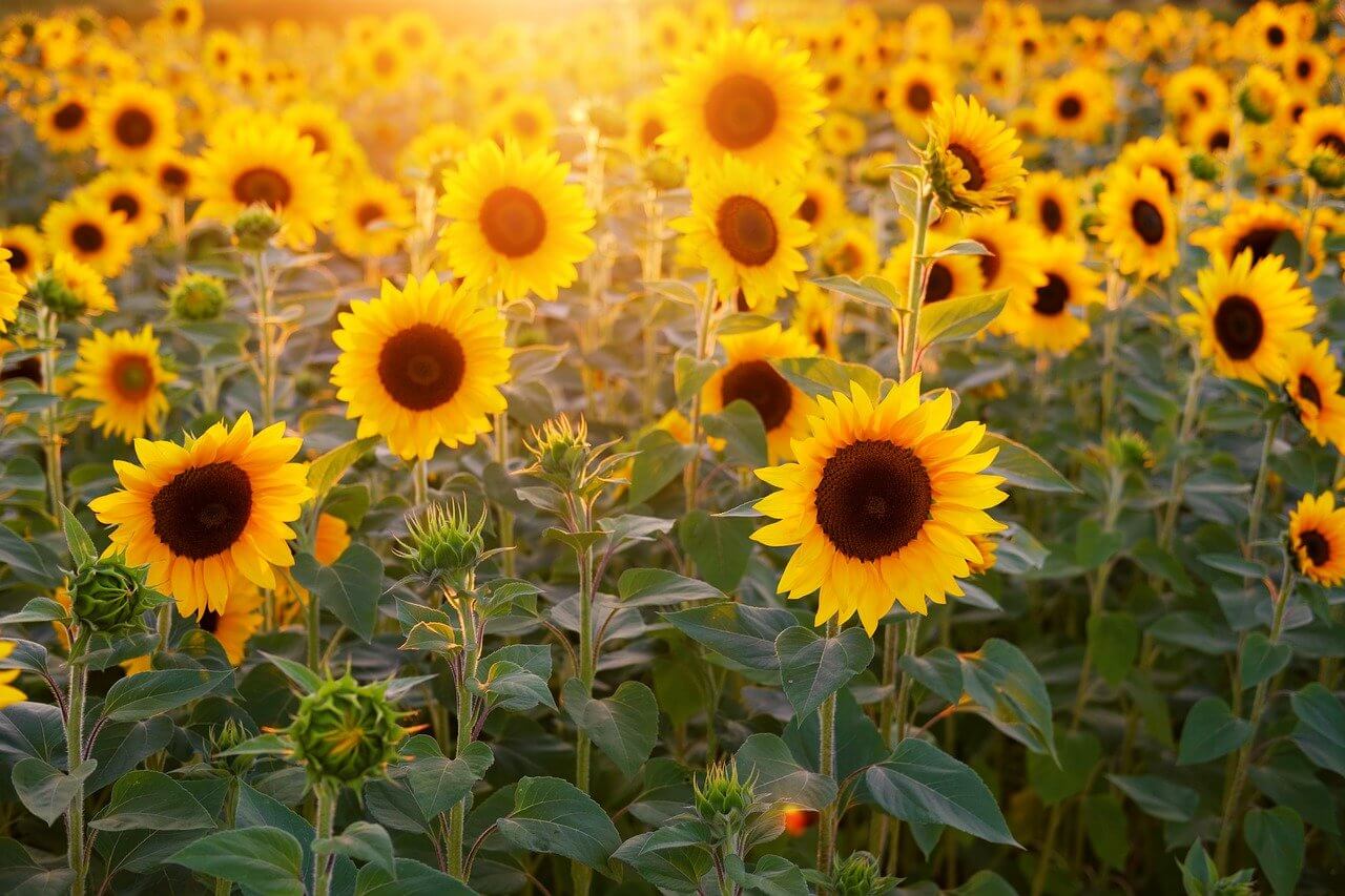 which sunflowers have edible seeds