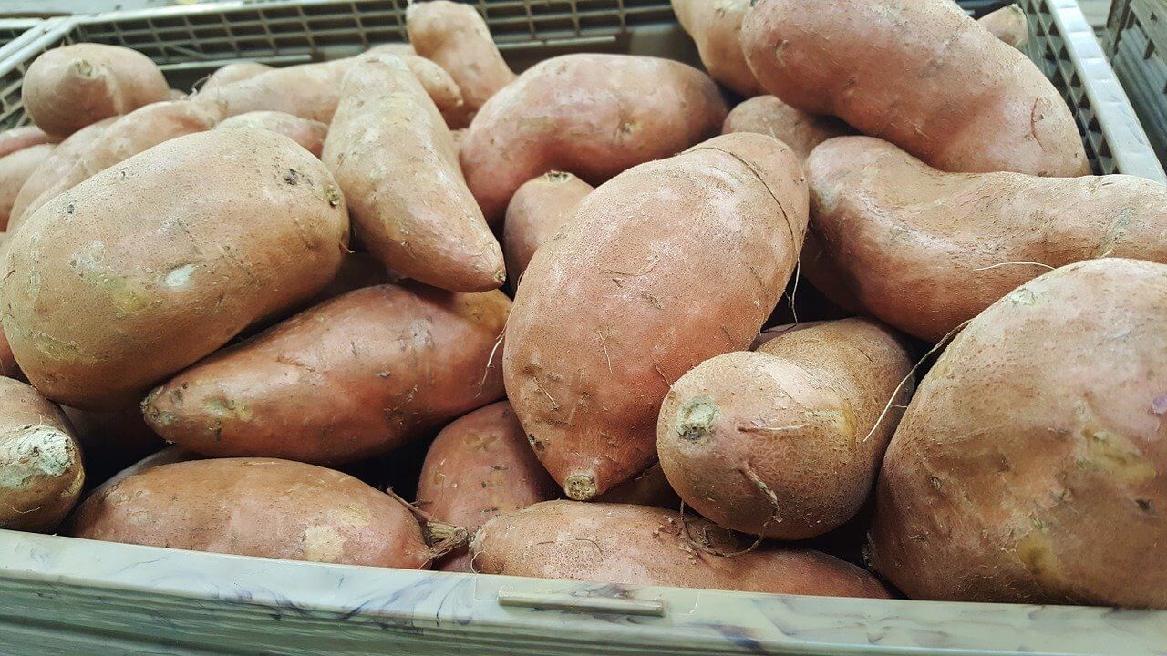 health benefits of sweet potatoes