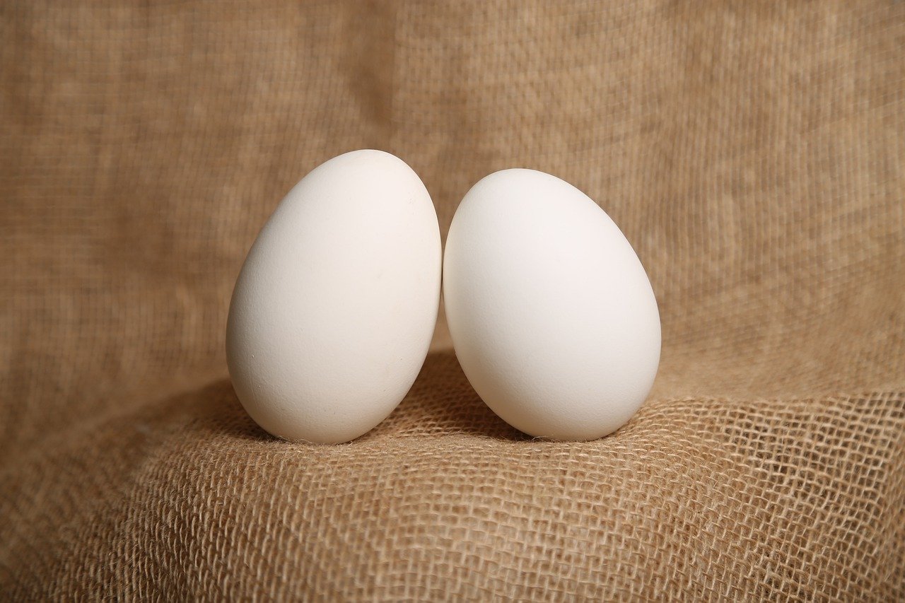 how to tell if duck eggs are fertile