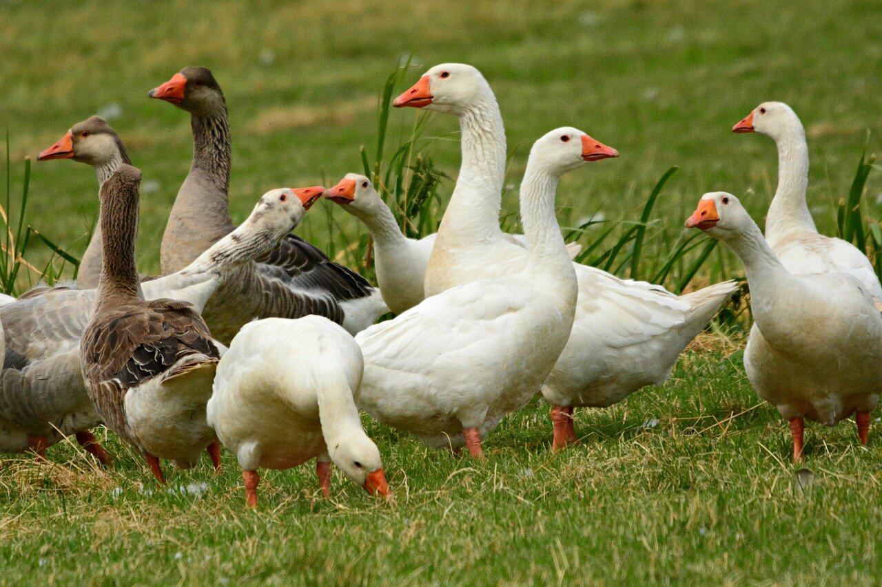 goose vs duck