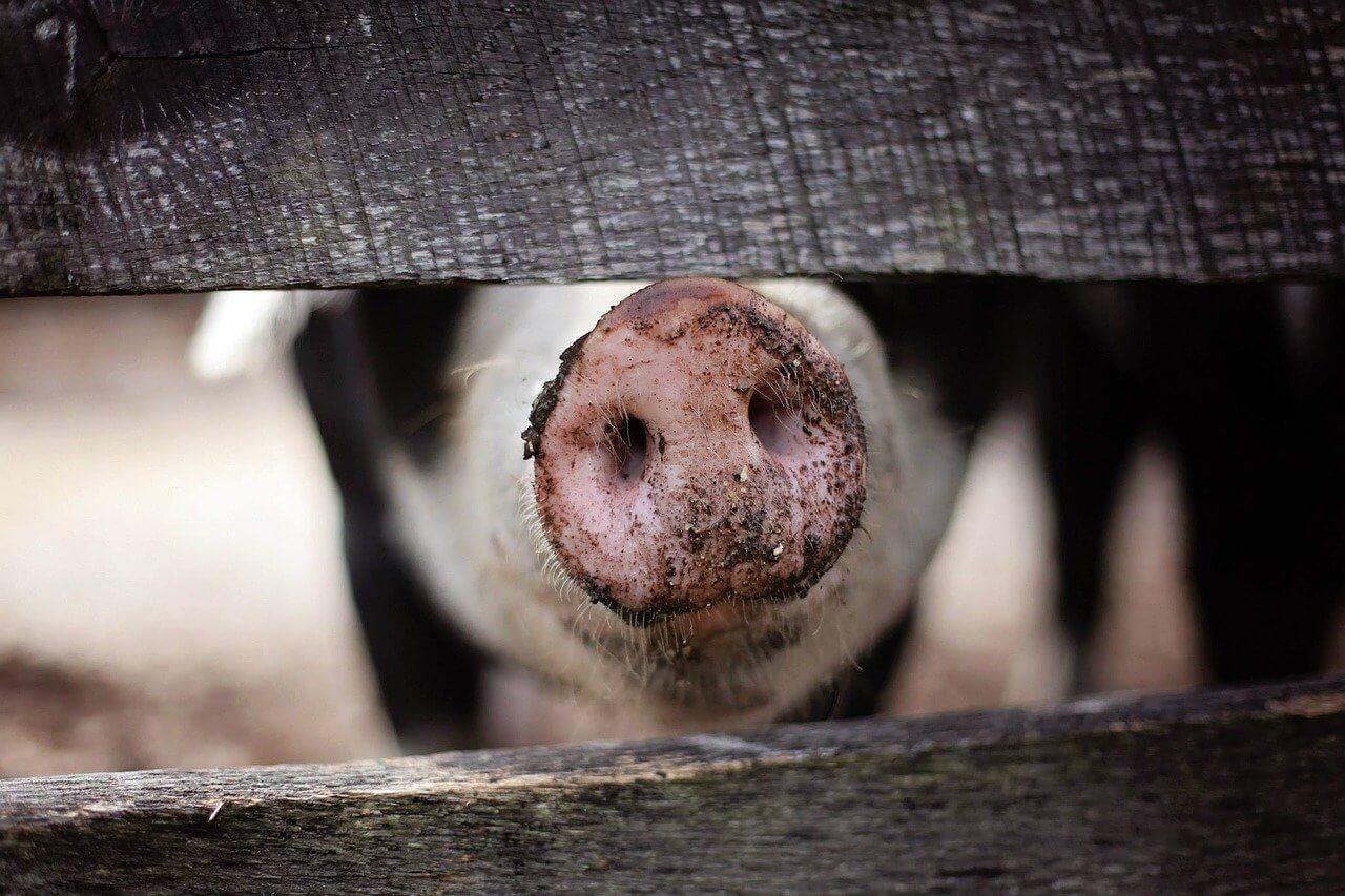 pig aggression has many negative effects