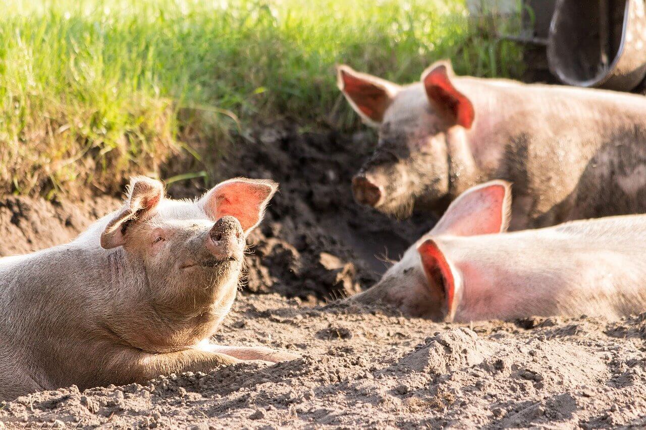 what type of waterer do pigs need