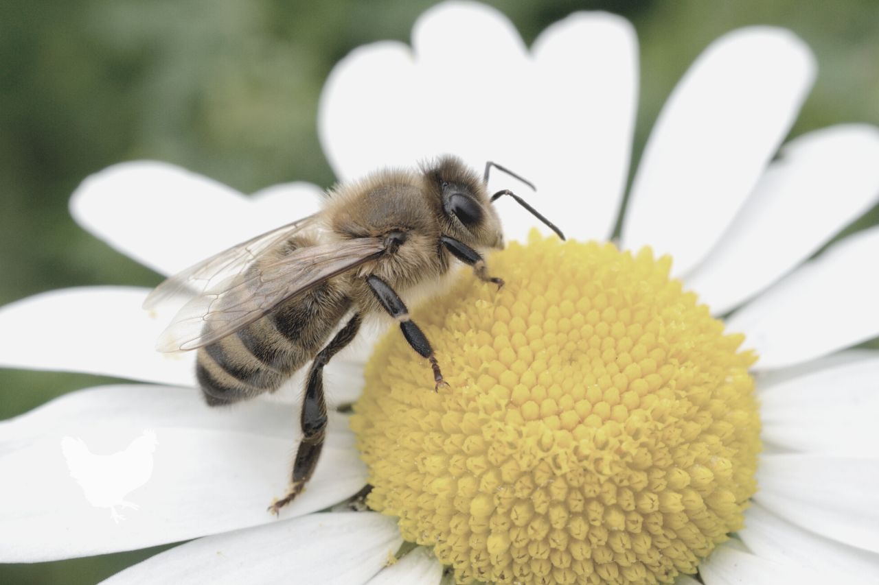 best flowers for honey bees Frequently Asked Questions