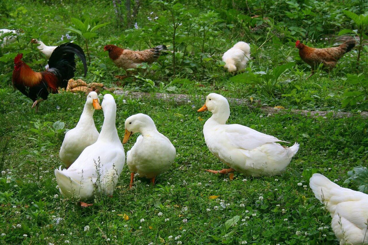 how do you feed ducks and chickens together
