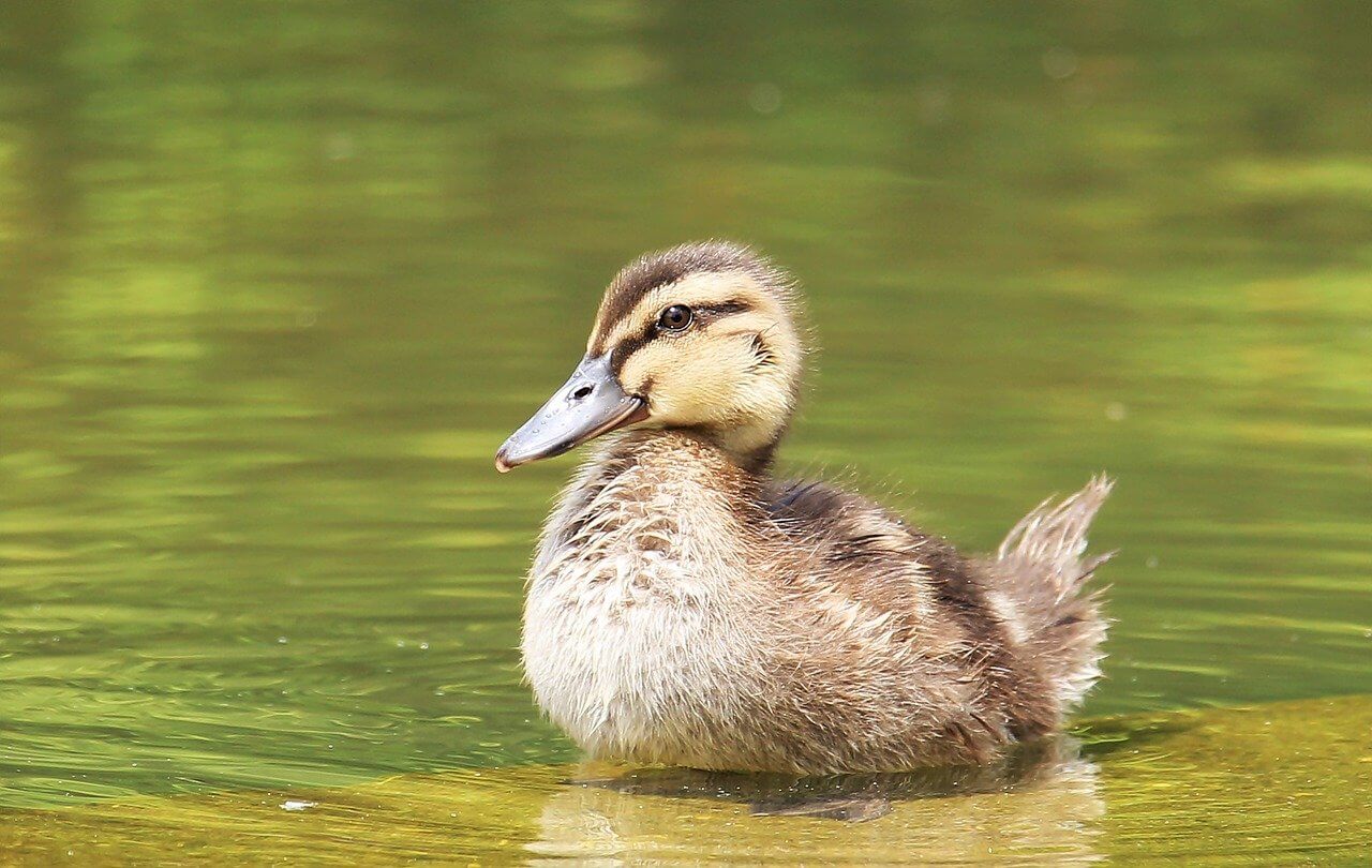 how to keep a duck pond clean