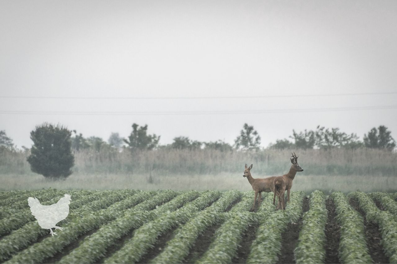 how to grow soybeans for deer Frequently Asked Questions