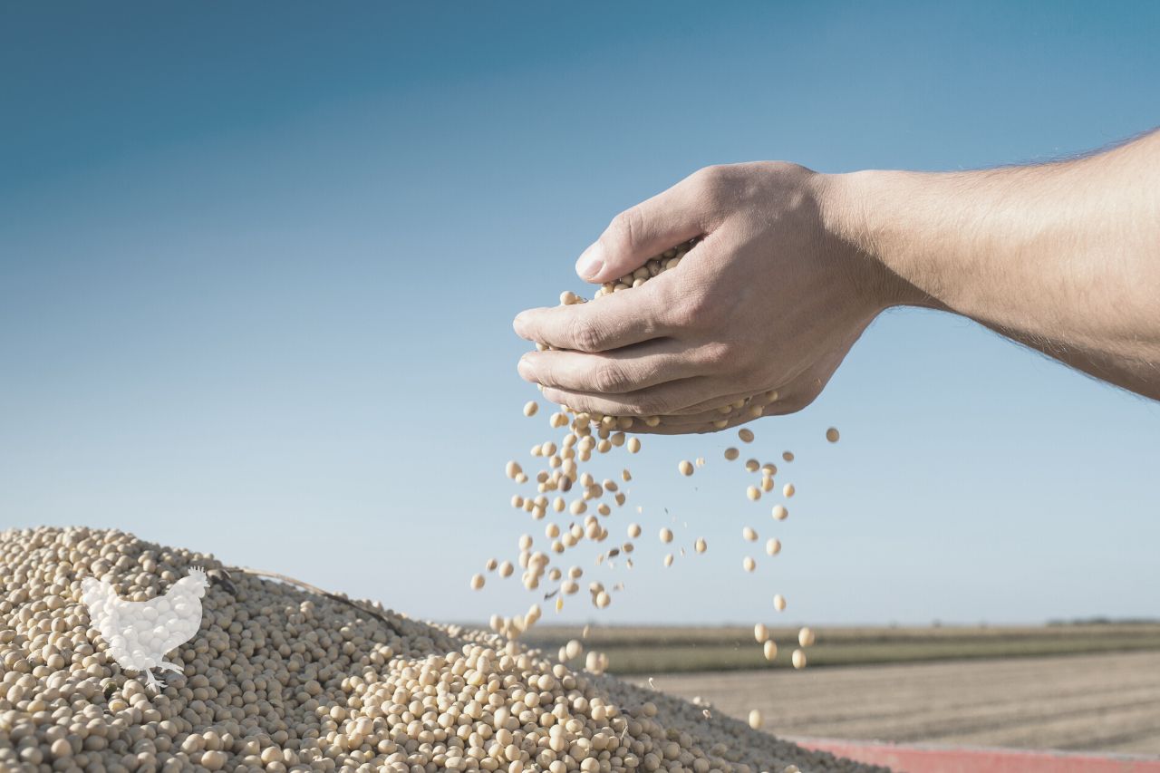 how to tell when soybeans are ready to harvest Frequently Asked Questions