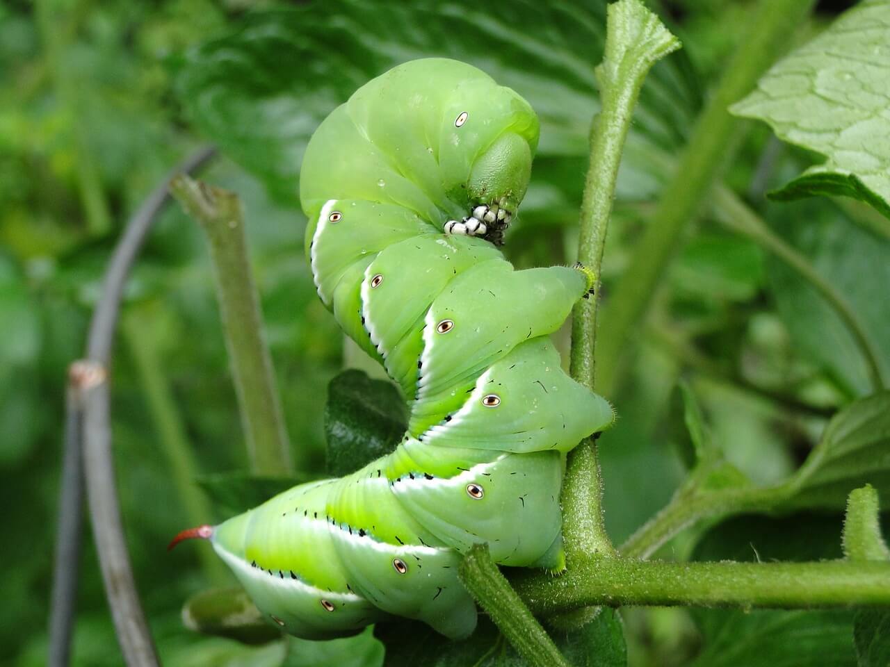 How do you get rid of tomato worms naturally