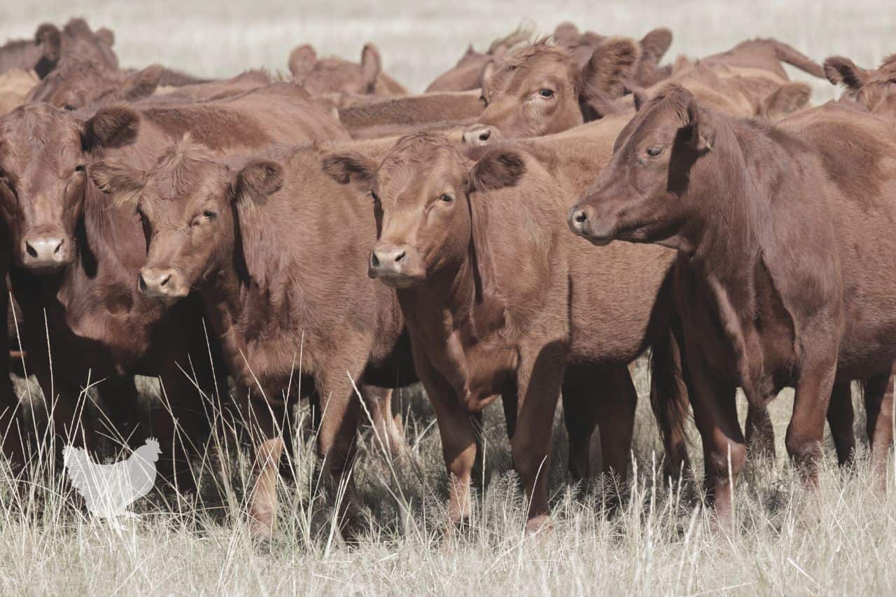 how to raise beef cattle on a few acres Frequently Asked Questions