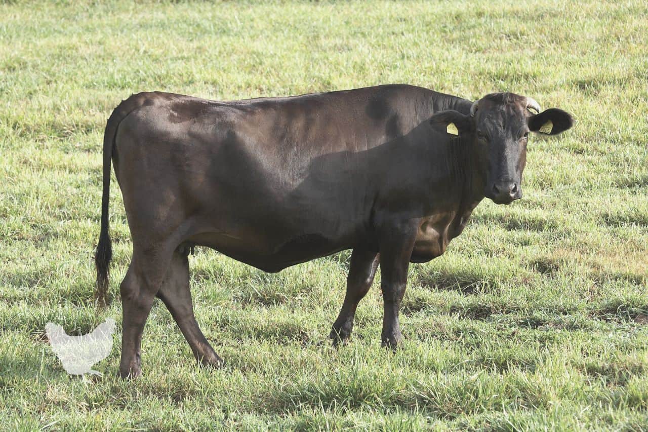 raising wagyu cattle Frequently Asked Questions