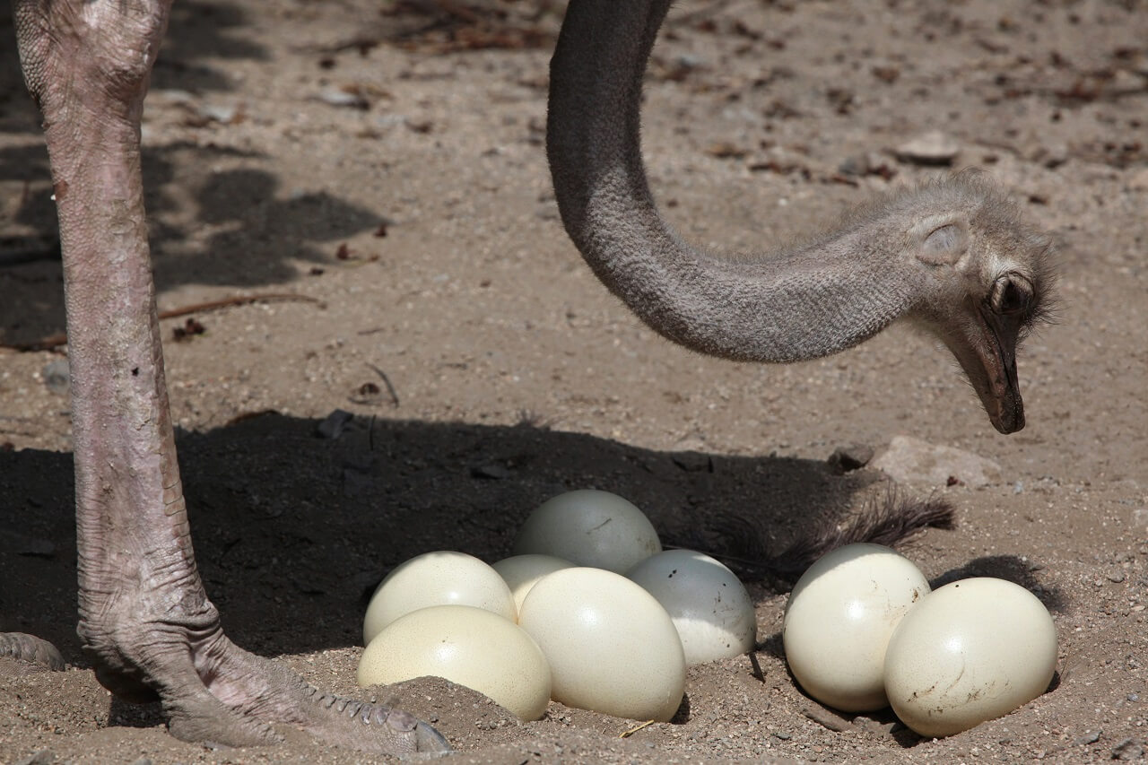 ostrich eggs and chicks